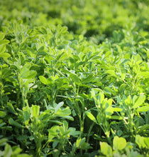 Load image into Gallery viewer, Alfalfa Leaf - Organic