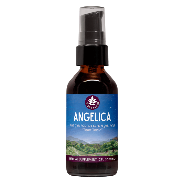 Angelica Root SINGLE