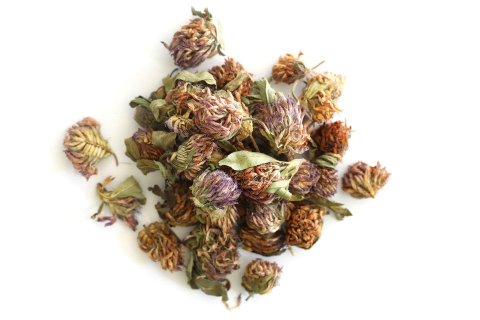 Red Clover Flowers