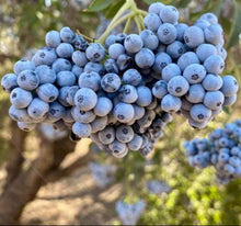 Load image into Gallery viewer, Elderberries
